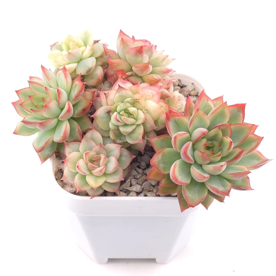Echeveria ‘Mebina’ variegated clustering | 女雛錦群 - View 1
