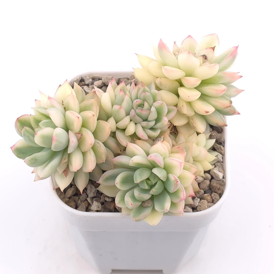 Echeveria ‘Mebina’ variegated clustering | 女雛錦群 - View 1