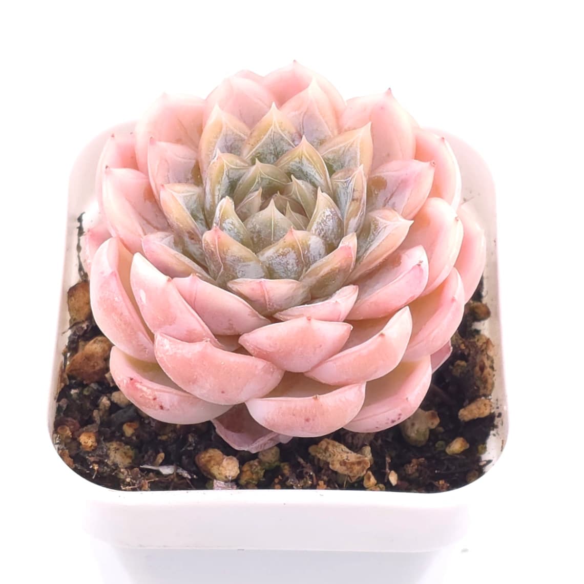 Echeveria ‘Mexican Snowball’ | 墨西哥雪球 - View 1
