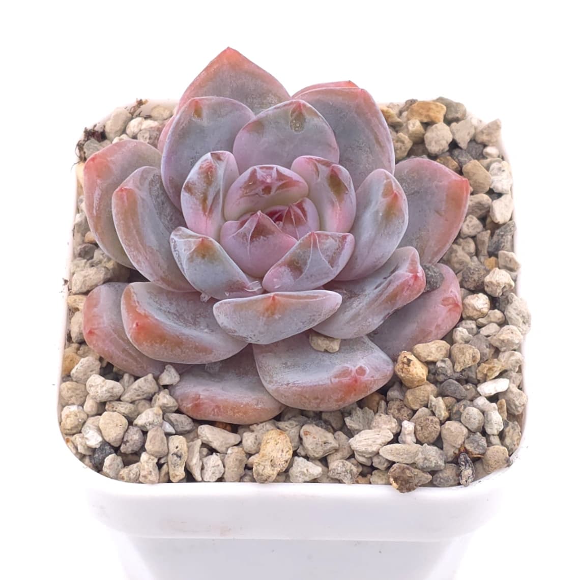 Echeveria ‘Monroe’ | 夢露 - View 1