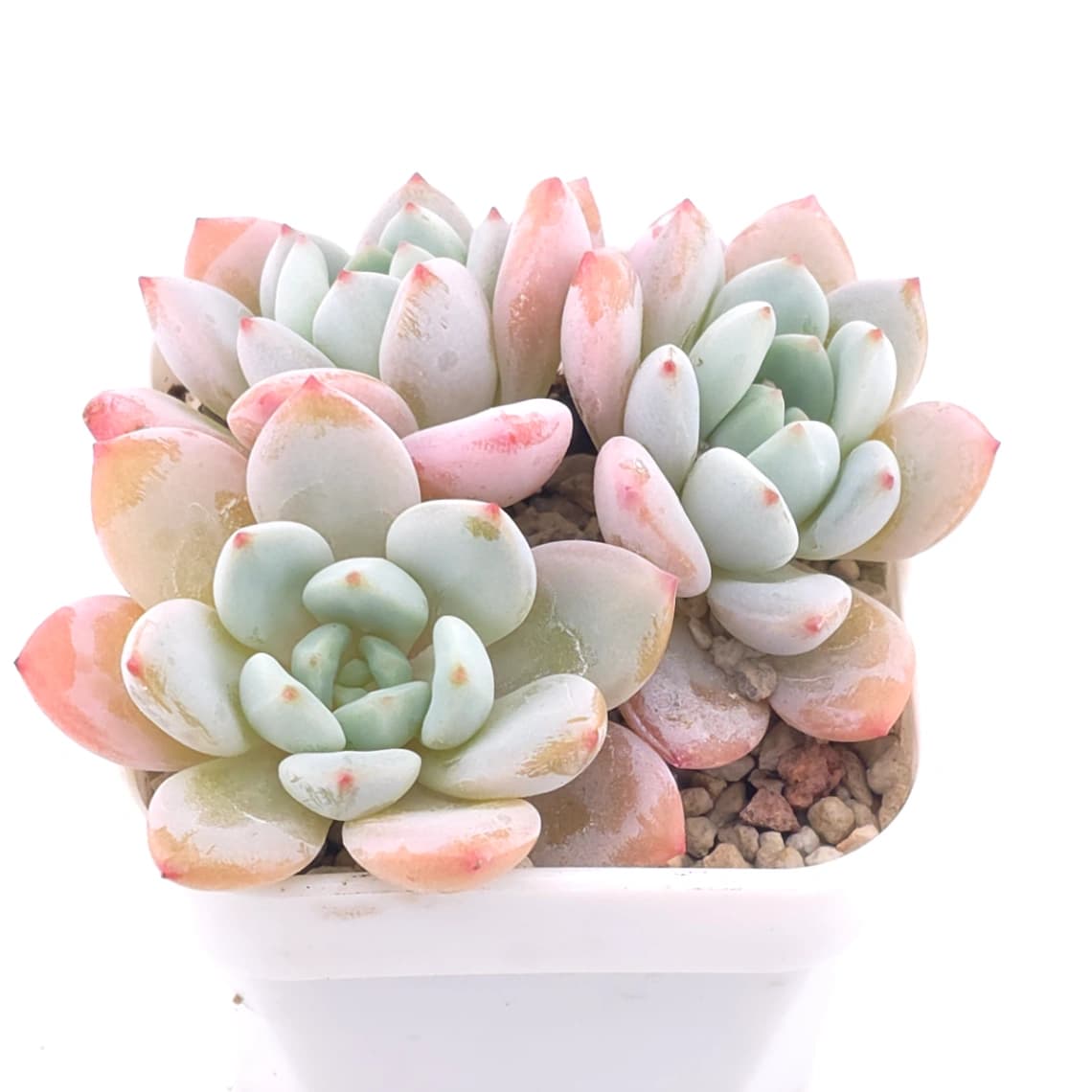 Echeveria ‘Monroe x Laui’ | 夢之雪 - View 1