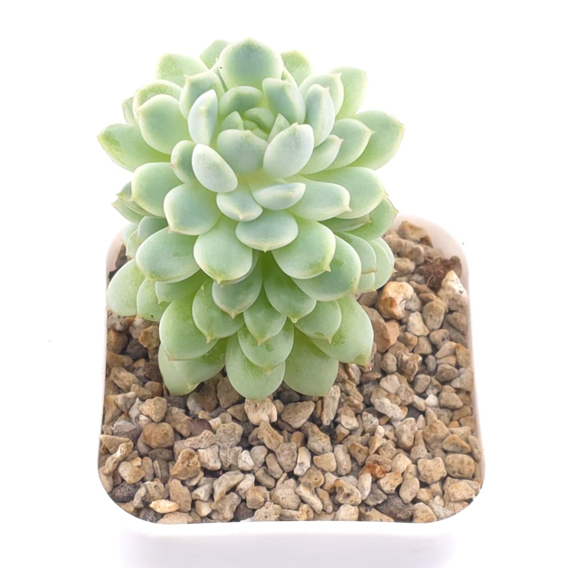 Echeveria ‘New Captain’ | 新船長 - View 1
