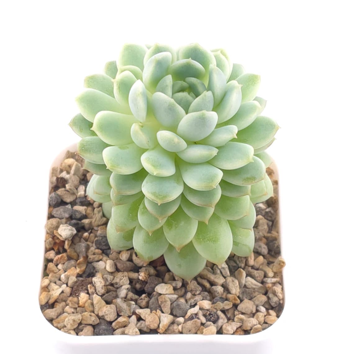 Echeveria ‘New Captain’ | 新船長 - View 1