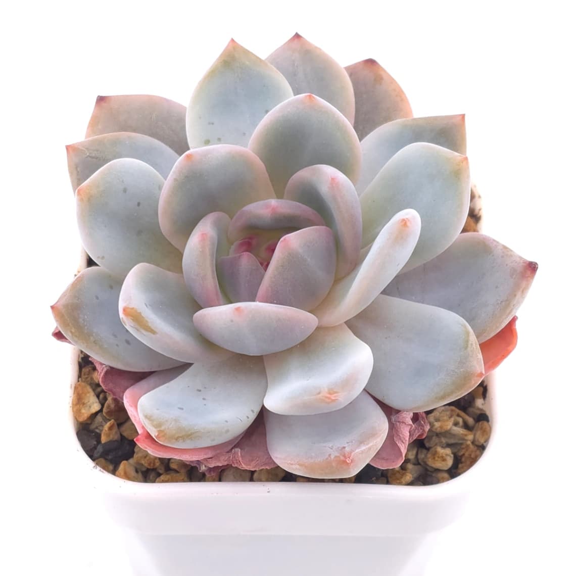 Echeveria ‘Orange Monroe’ | 橙夢露 - View 1
