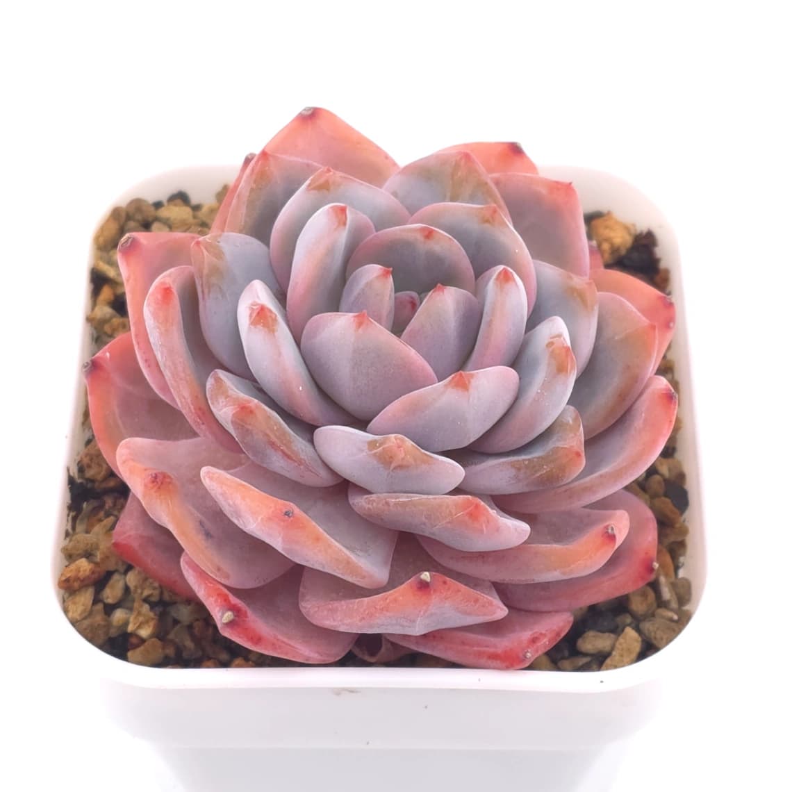 Echeveria ‘Orange Monroe’ | 橙夢露 - View 1