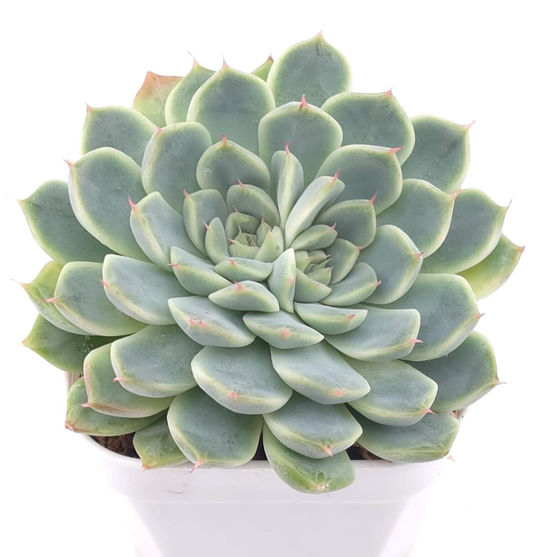 Echeveria ‘Pink Sea’ | 粉海 - View 1