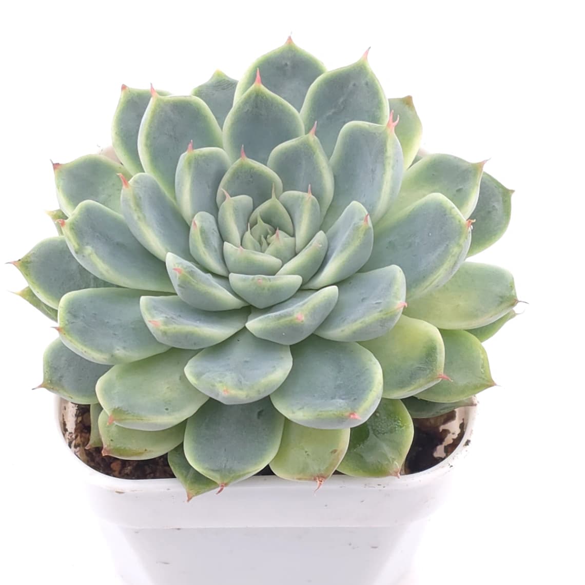 Echeveria ‘Pink Sea’ | 粉海 - View 1