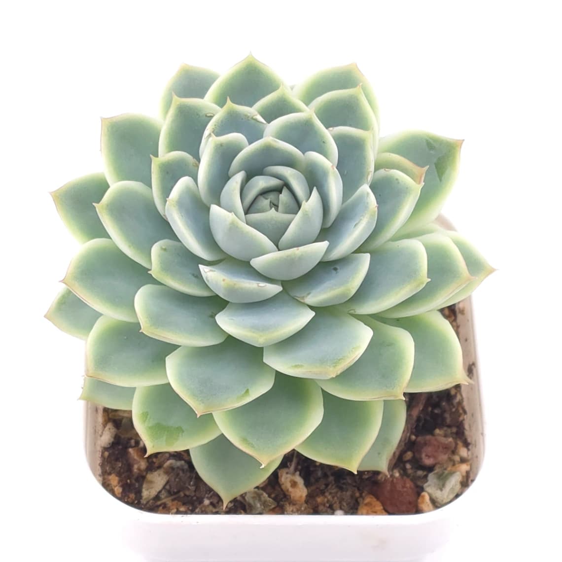 Echeveria ‘Pink Sea’ | 粉海 - View 1