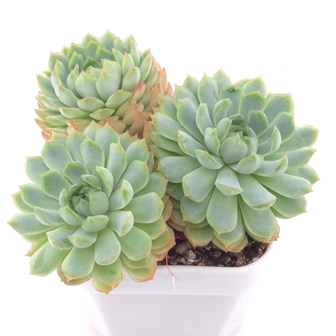 Echeveria ‘Red Hole’ | 朱砂痣 - View 1