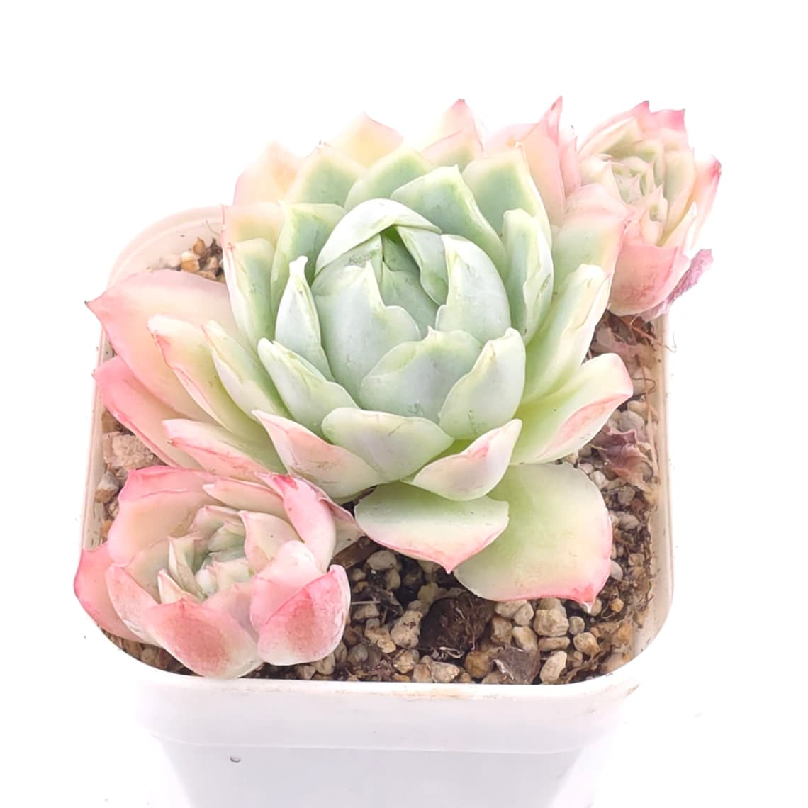 Echeveria ‘Sakula’ | 落櫻 - View 1
