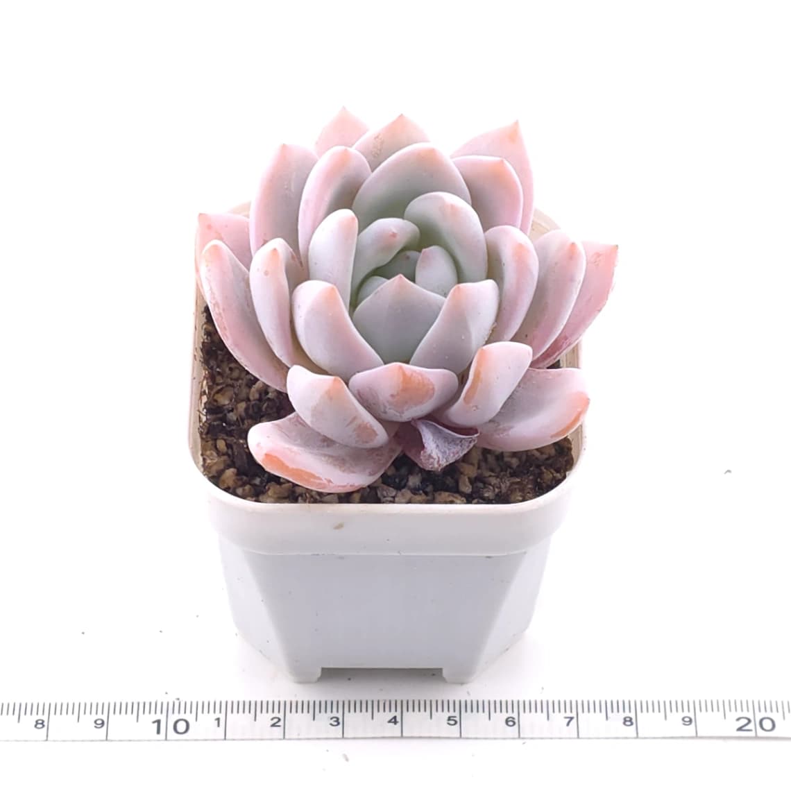 Echeveria ‘Sang-A’ | 嫦娥 - View 1