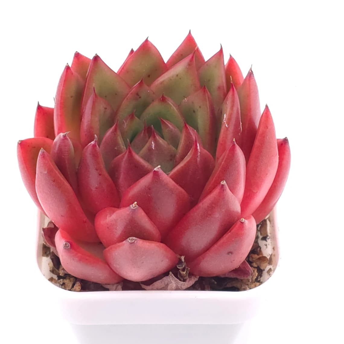 Echeveria ‘Scarlet’ | 緋紅女王 - View 1