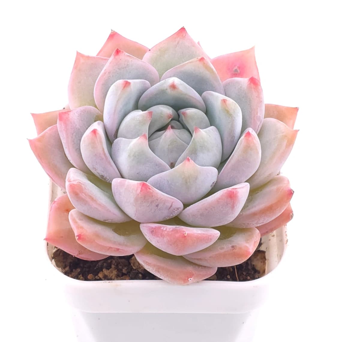 Echeveria ‘Snow Melanie’ | 雪媚娘 - View 1