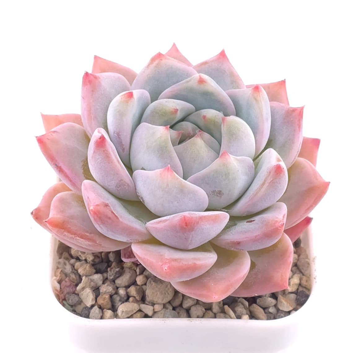 Echeveria ‘Snow Melanie’ | 雪媚娘 - View 1