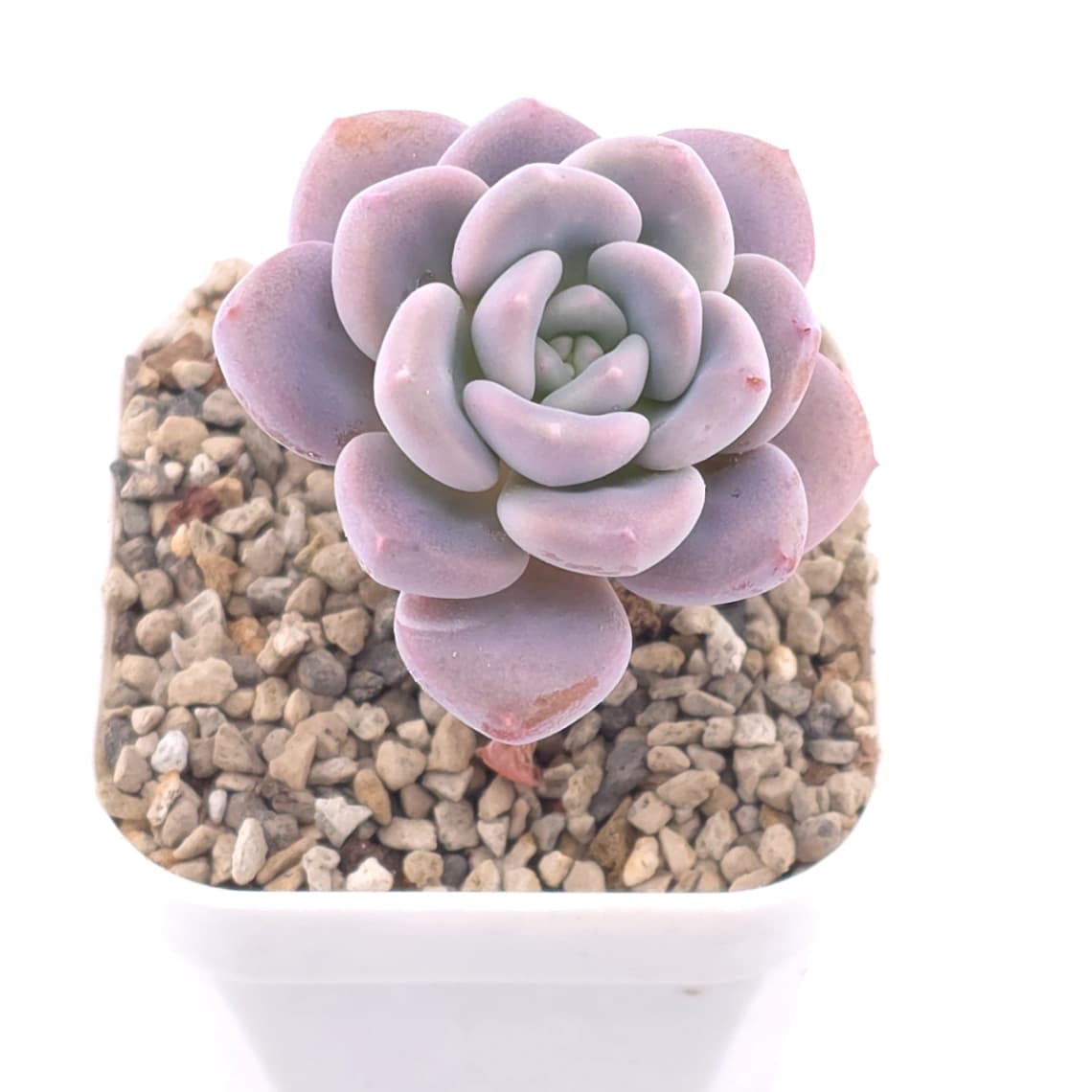 Echeveria spp. | 石蓮雜 - View 1