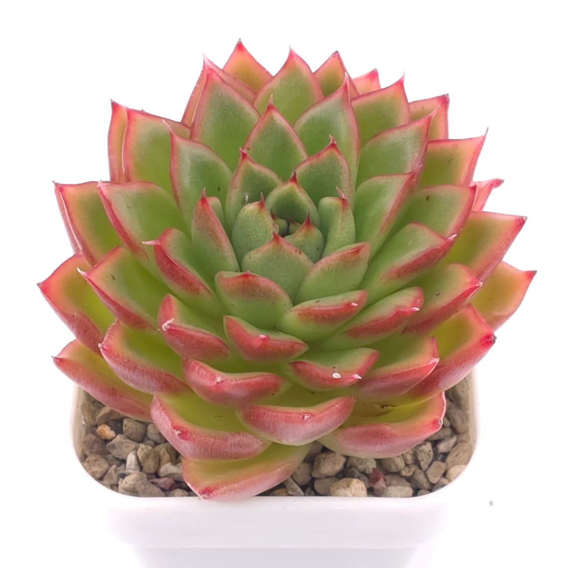 Echeveria spp. | 石蓮雜 - View 1