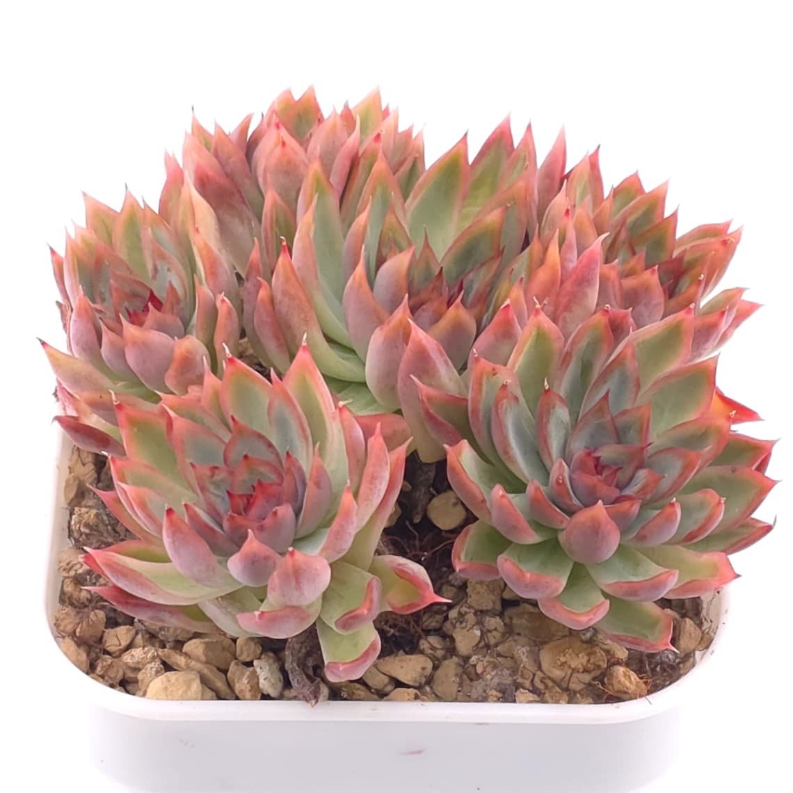 Echeveria spp. | 石蓮雜 - View 1