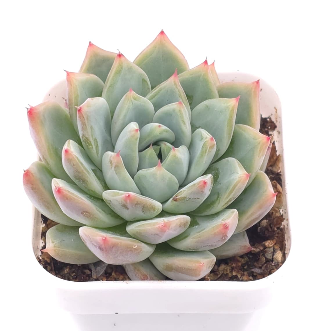 Echeveria spp. | 石蓮雜 - View 1
