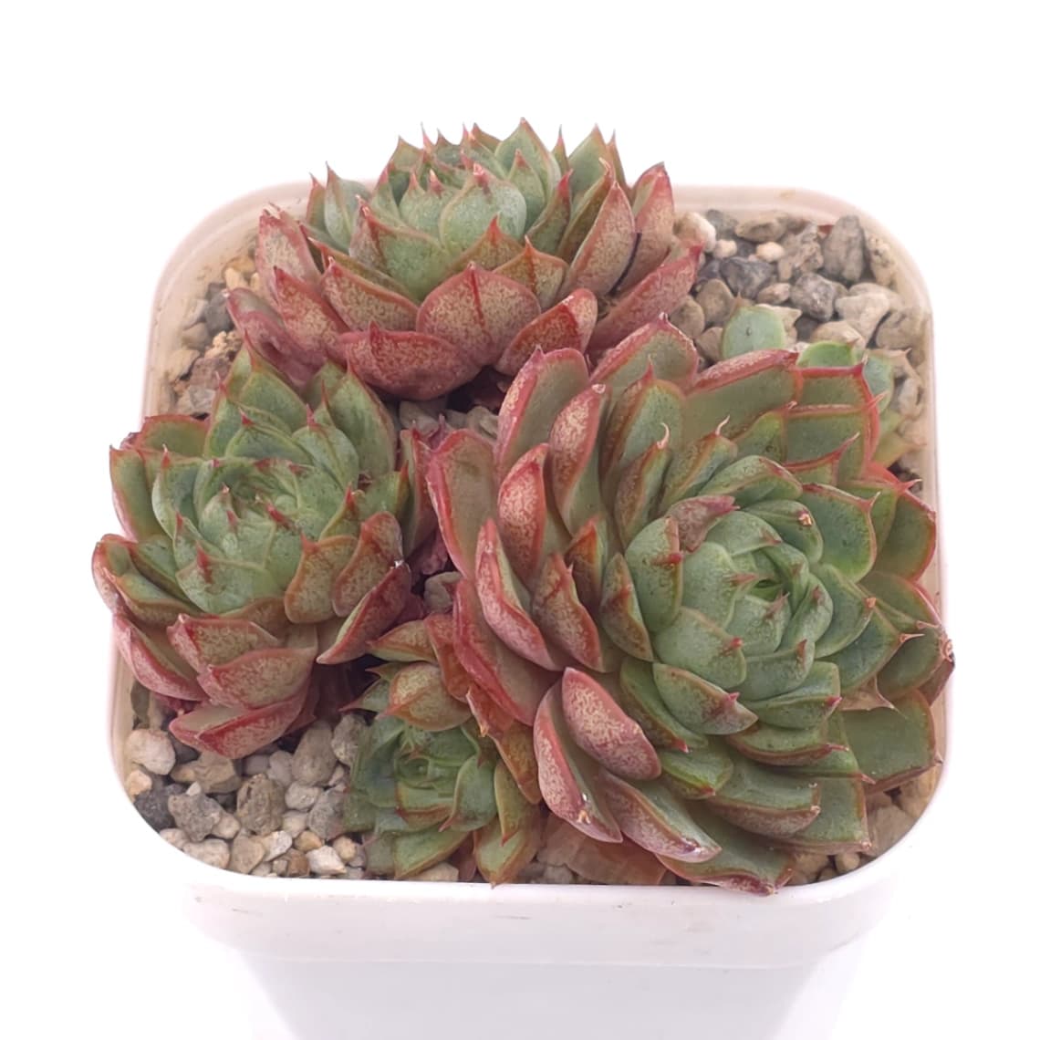 Echeveria ‘Spring Rain’ | 春雨 - View 1