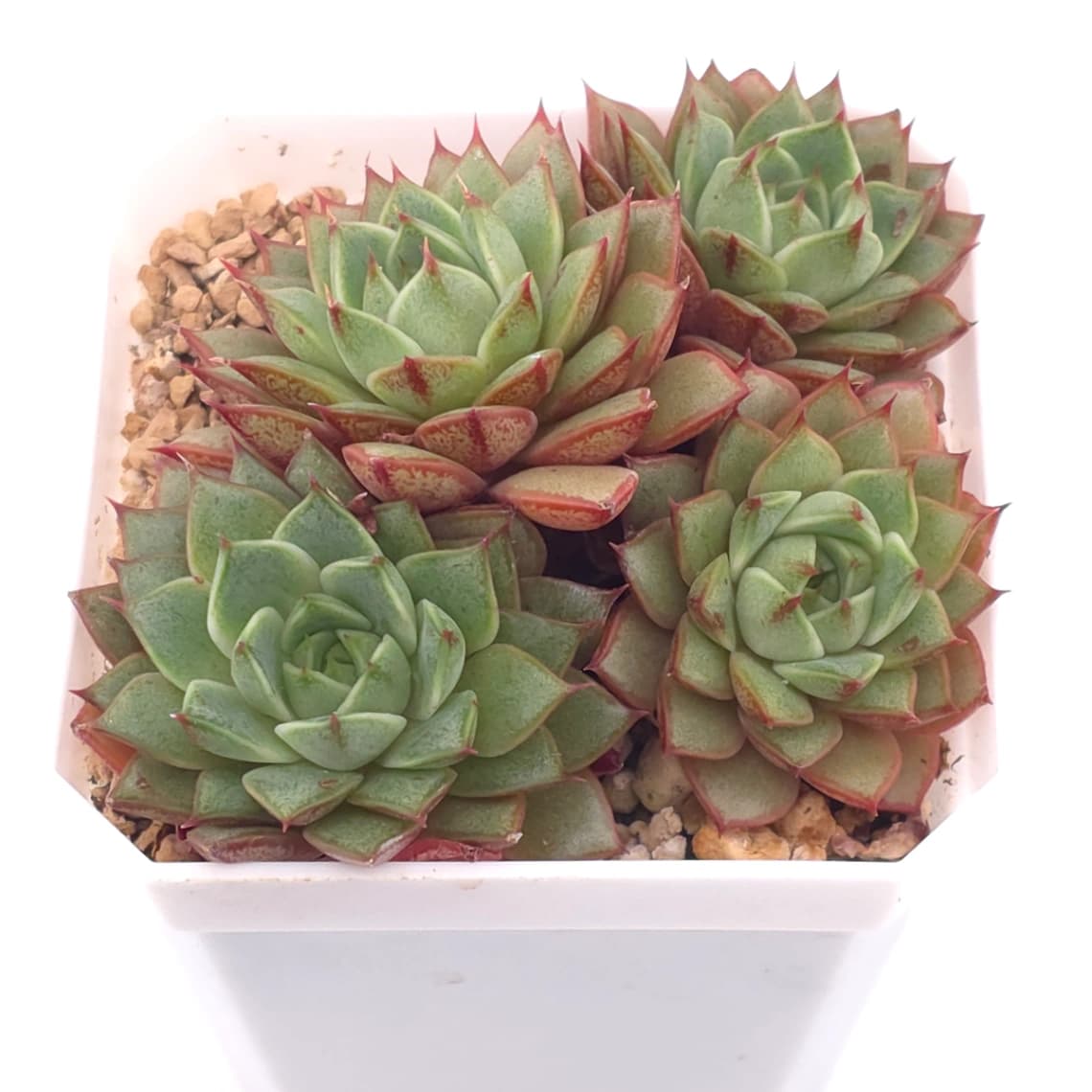 Echeveria ‘Spring Rain’ | 春雨 - View 1