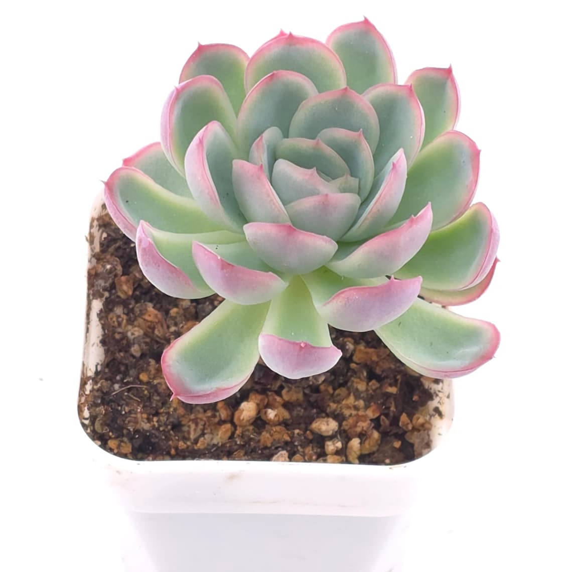 Echeveria ‘Strawberry Ice’ | 草莓冰 - View 1