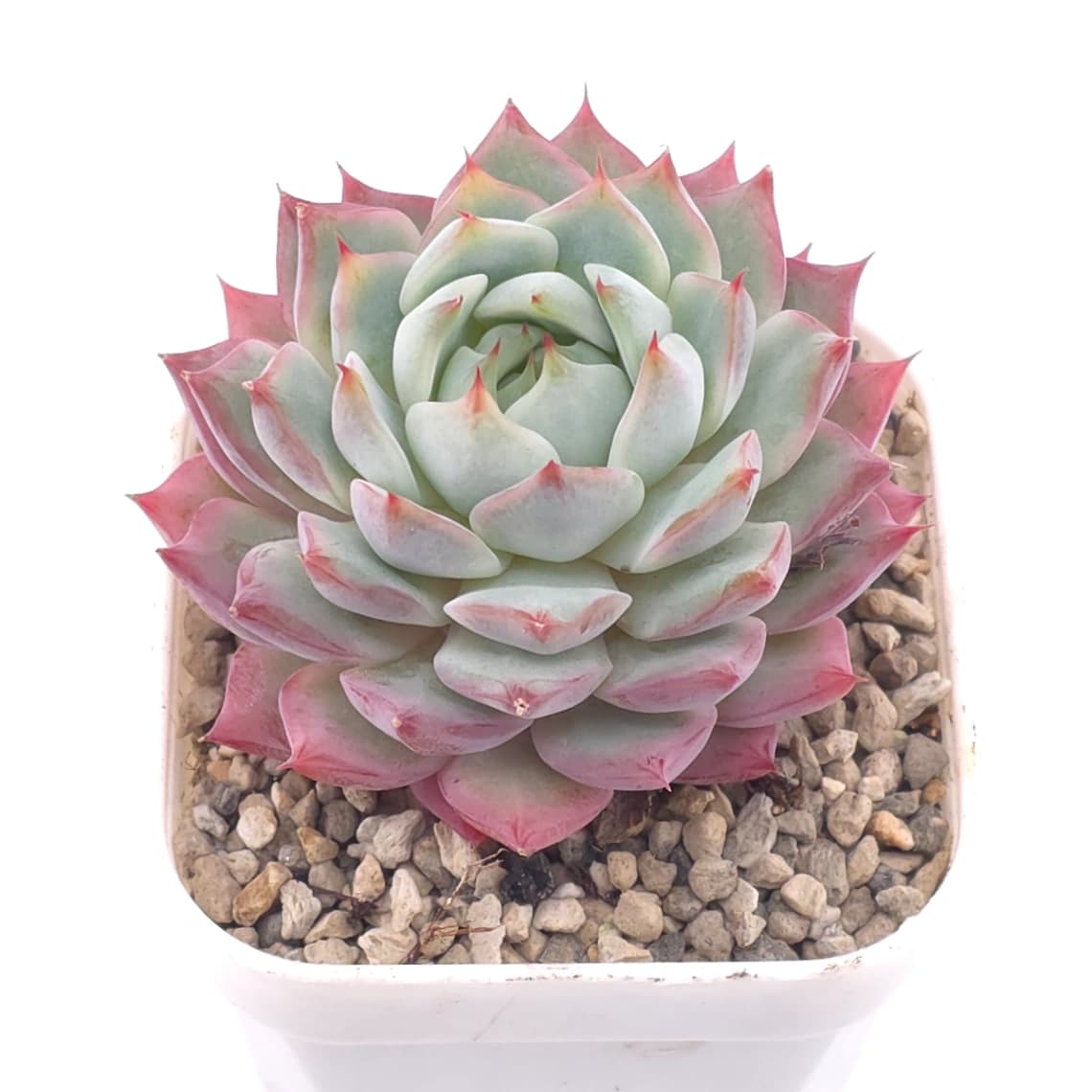 Echeveria ‘Tippy’ | 蒂比 - View 1