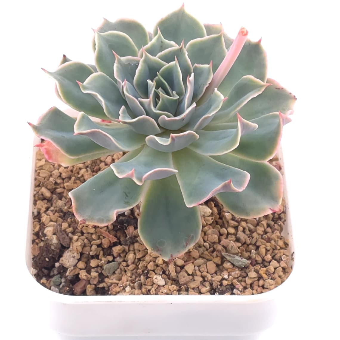 Echeveria 'Tsunami' | 海嘯