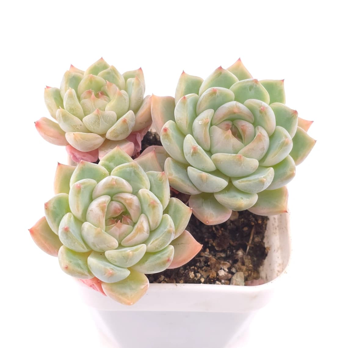 Echeveria elegans spp. | 月影雜 - View 1