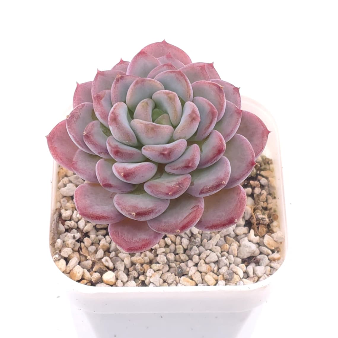 Echeveria spp. | 石蓮雜 - View 1