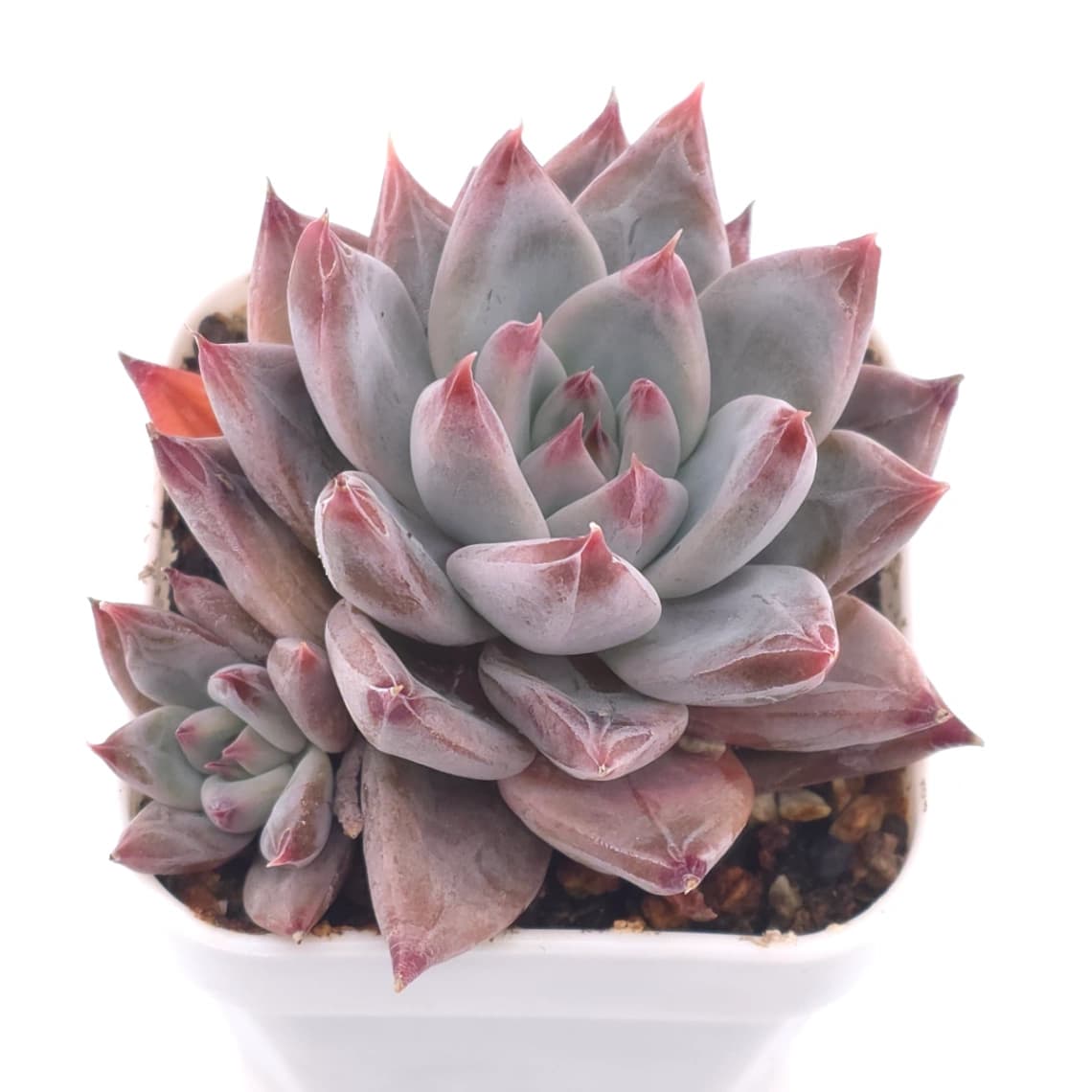 Echeveria ‘Zodiac Sign’ | 星辰之戀 - View 1