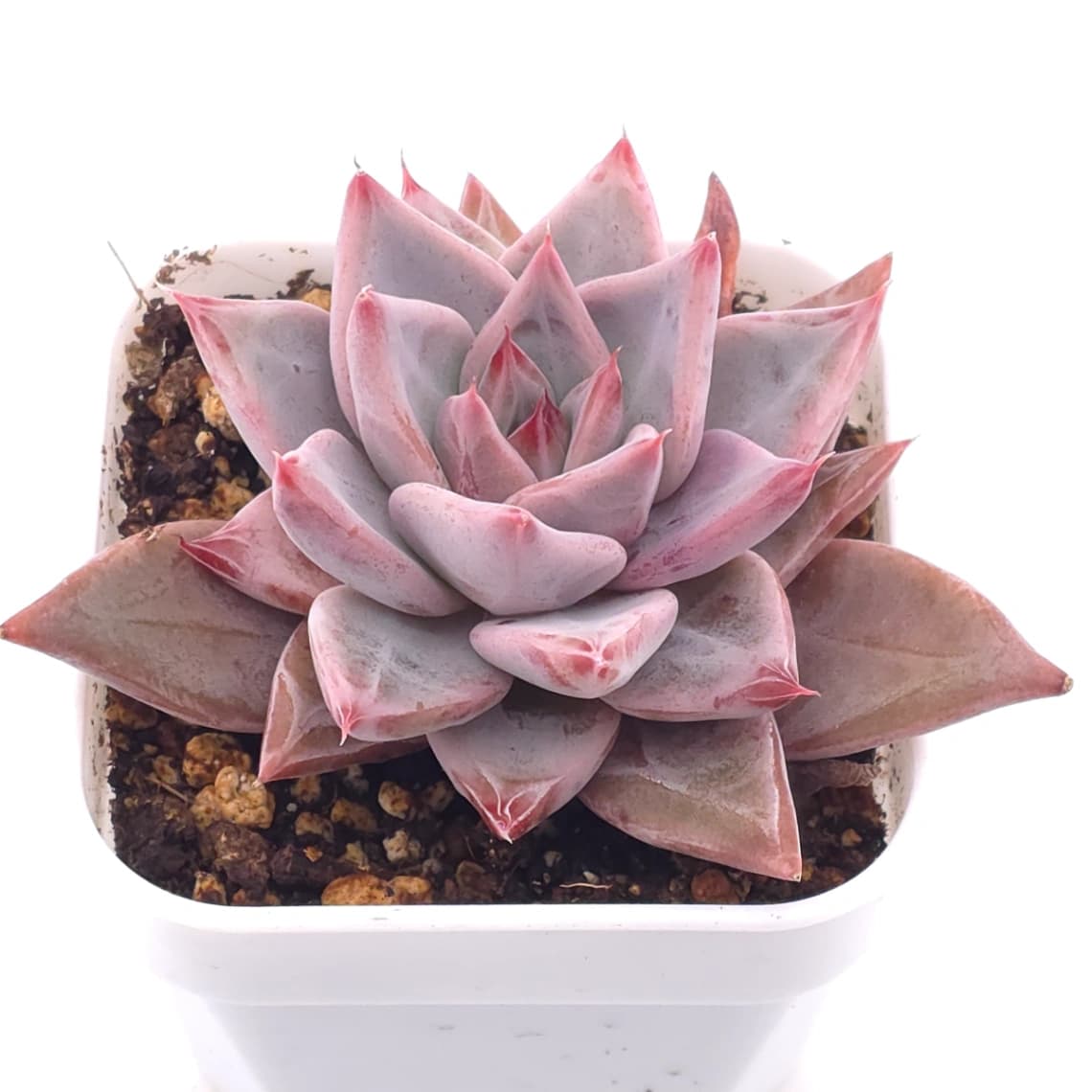 Echeveria ‘Zodiac Sign’ | 星辰之戀 - View 1