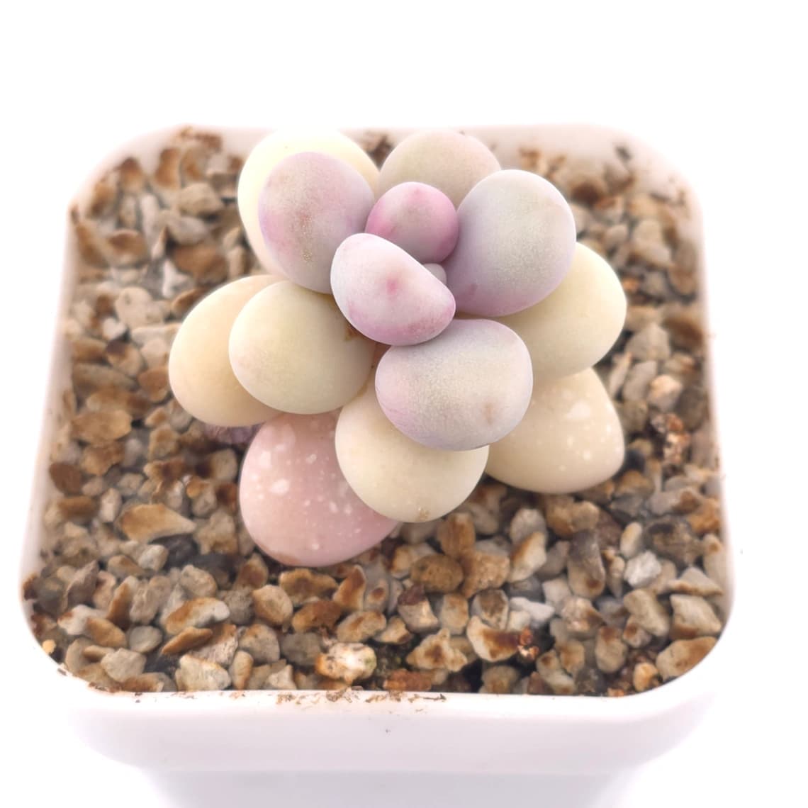 Graptopetalum amethystinum ‘Lavender Pebbles / Pink Moonstone’ | 桃蛋 - View 1