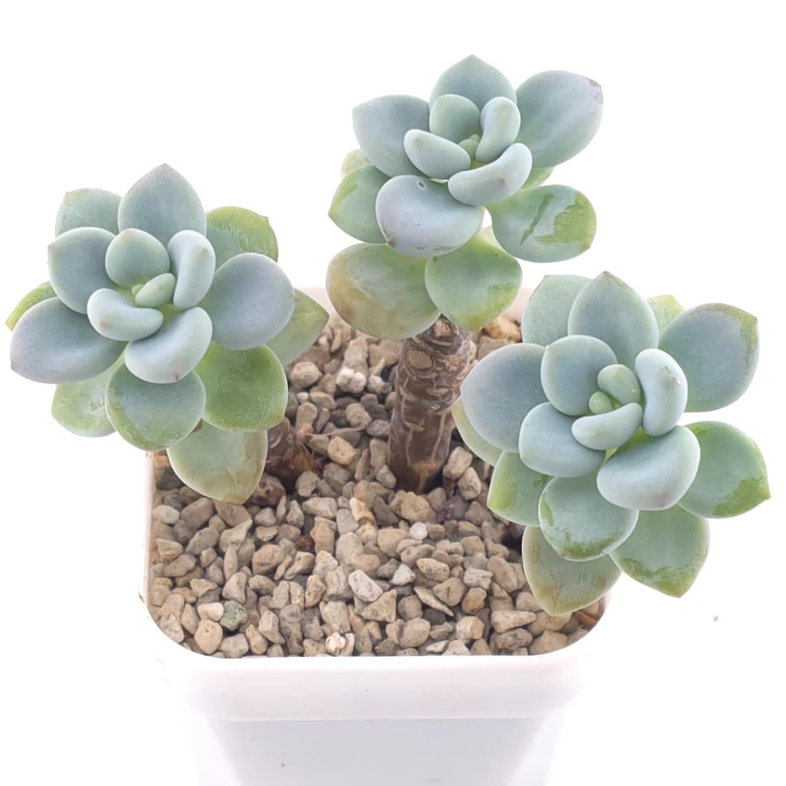 Graptopetalum 'Ellen' | 艾倫 - View 1