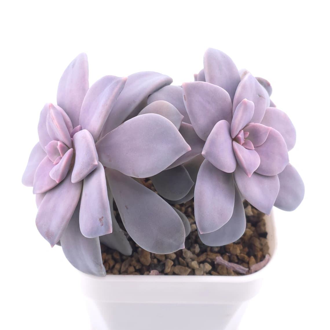 Graptopetalum pentandrum superbum | 華麗風車 - View 1