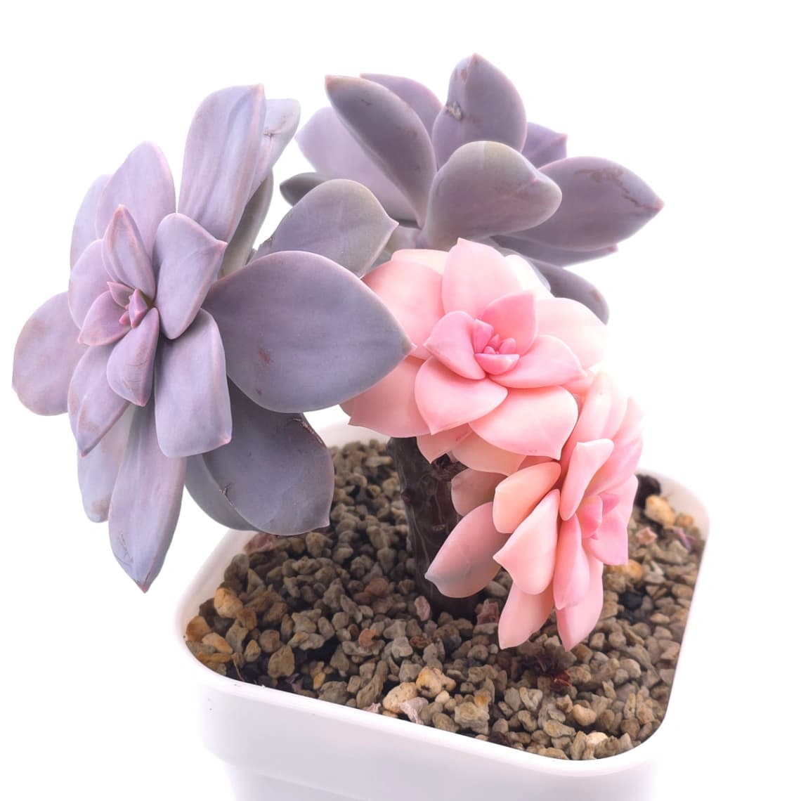 Graptopetalum pentandrum superbum variegated | 華麗風車錦 - View 1