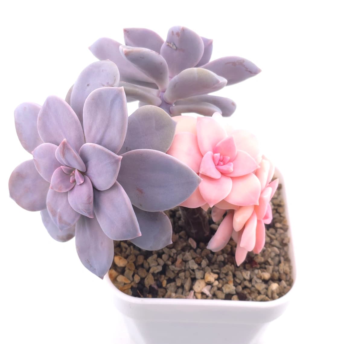 Graptopetalum pentandrum superbum variegated | 華麗風車錦 - View 1