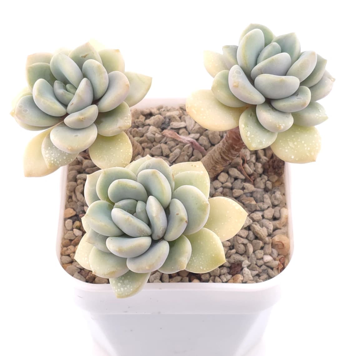 Graptopetalum ‘Spotted Deer’ | 花斑鹿 - View 1