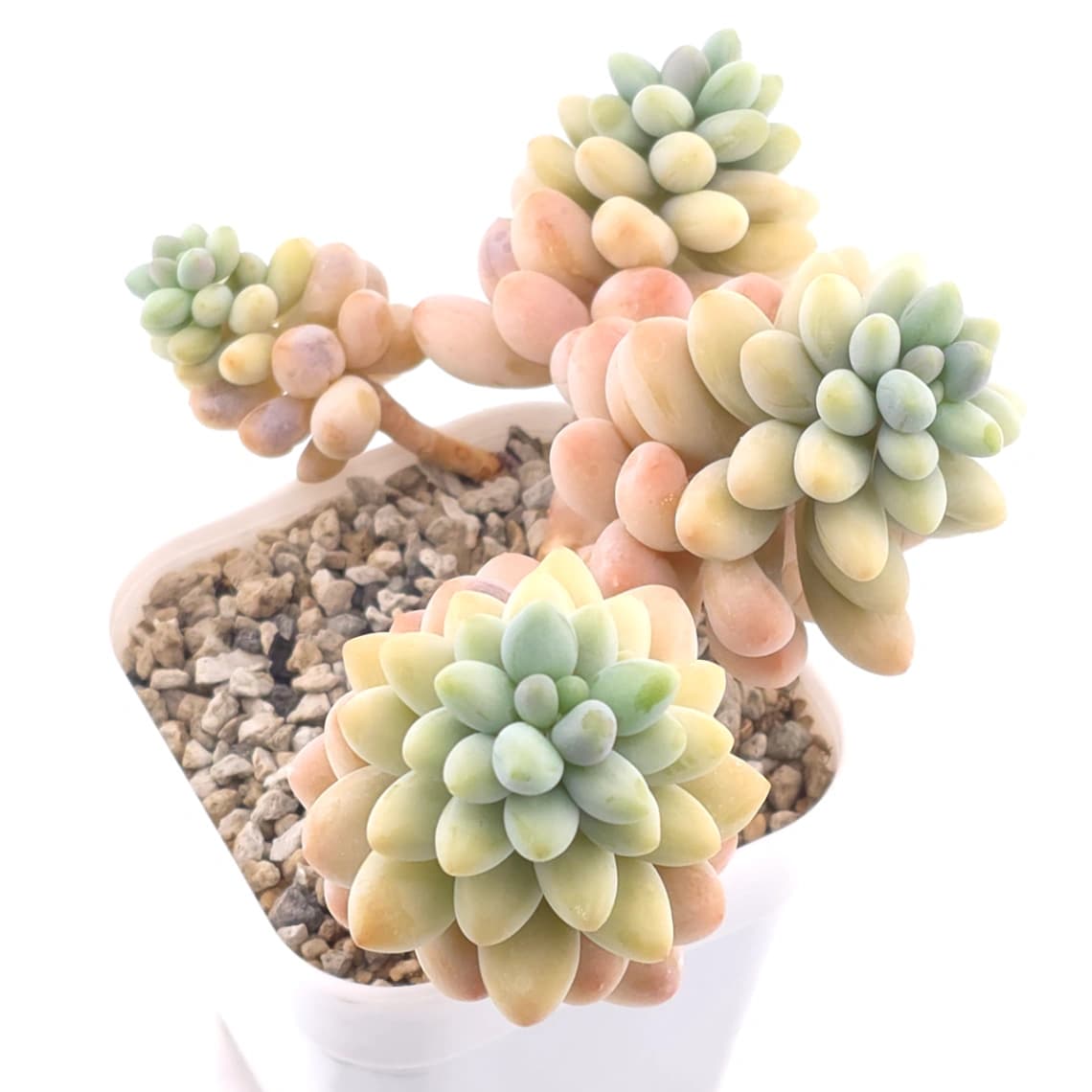 Graptosedum ‘Rococo’ clustering | 洛可可群 - View 1