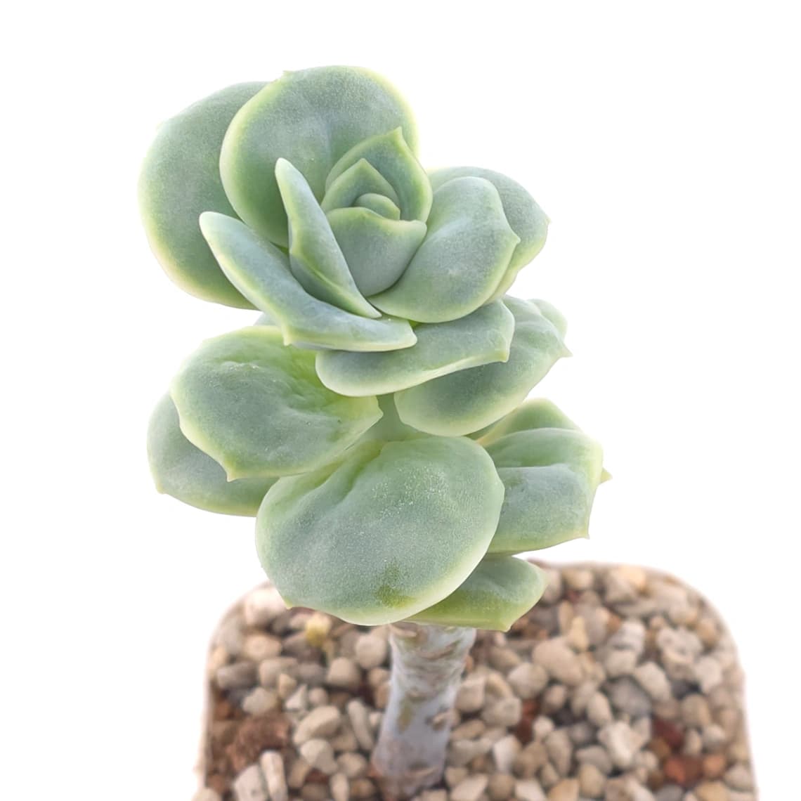 Graptoveria ‘Lovely Rose’ | 可愛玫瑰 - View 1