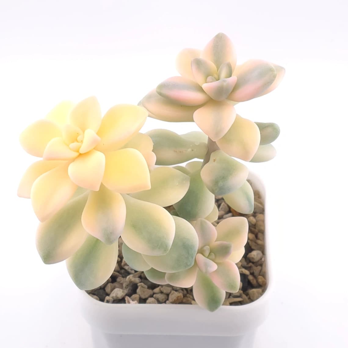 Graptoveria ‘Titubans’ / ‘Apricot Beauty’ variegated | 美杏錦 - View 1