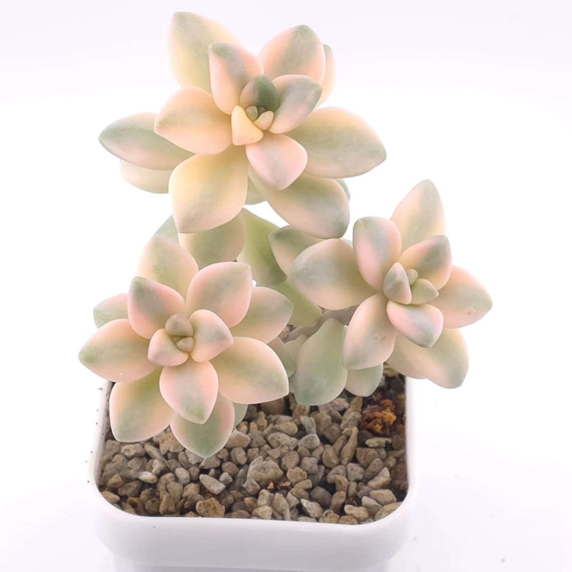 Graptoveria ‘Titubans’ / ‘Apricot Beauty’ variegated | 美杏錦 - View 1