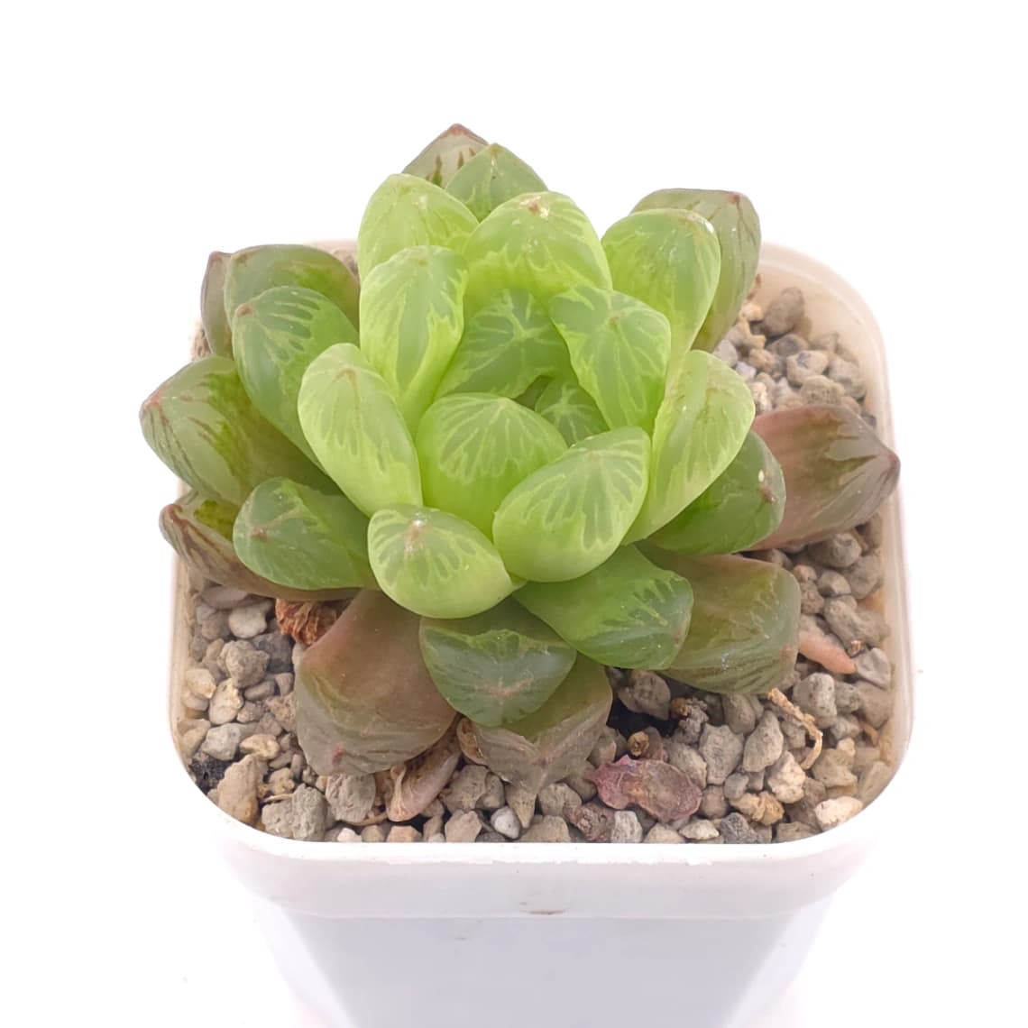 Haworthia cooperi | 草玉露 - View 1