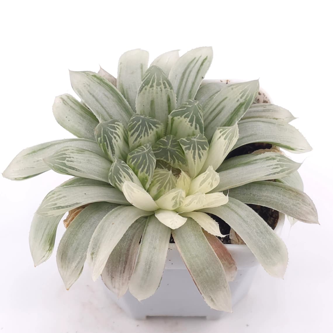 Haworthia cooperi variegated | 白斑玉露錦 - View 1