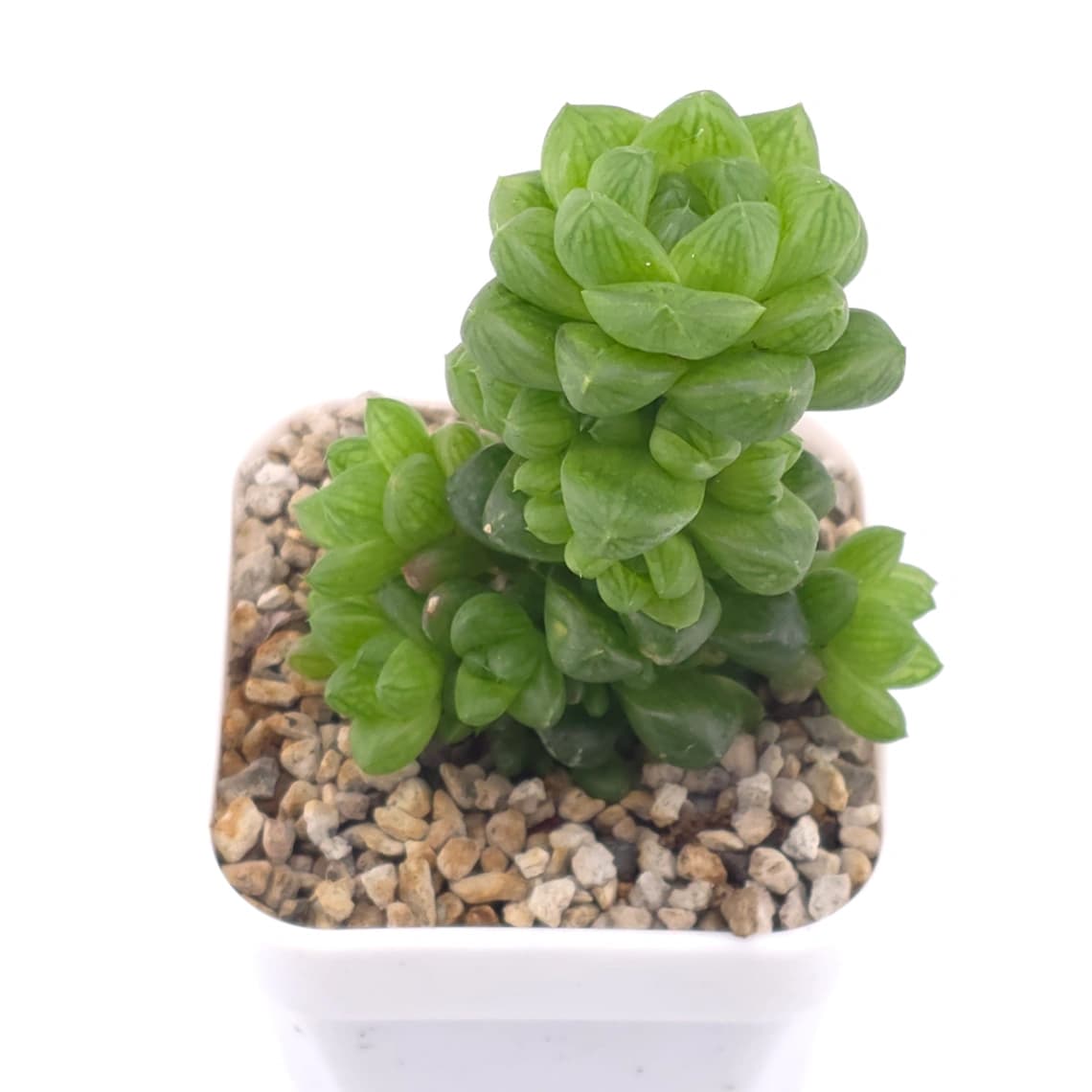 Haworthia cymbiformis | 草玉露 - View 1