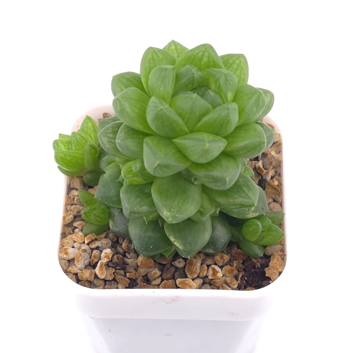 Haworthia cymbiformis | 草玉露 - View 1