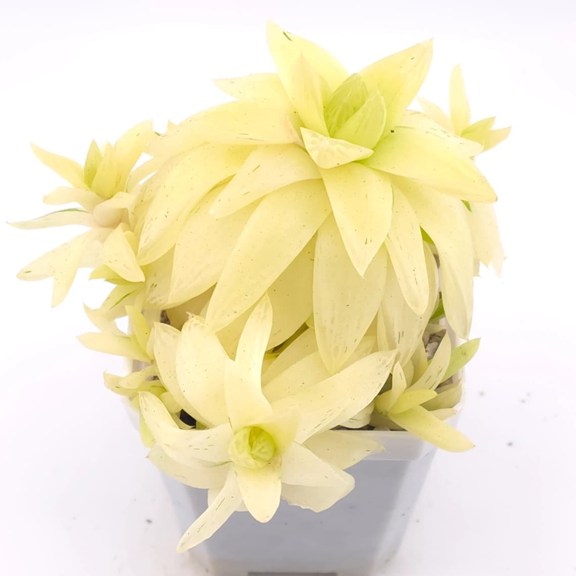 Haworthia cymbiformis variegated | 黃金凝脂菊 - View 1