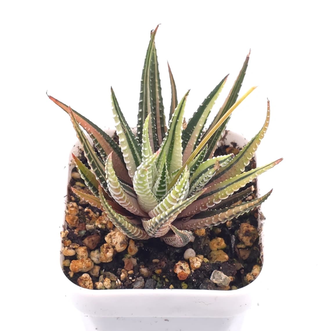 Haworthia fasciata 'Zebra' | 十二之卷 - View 1