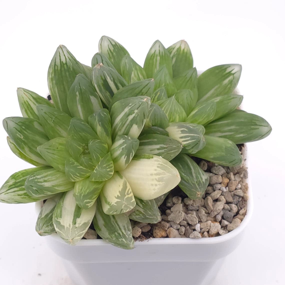 Haworthia Hanabi Variegated | 花火玉露錦 - View 1