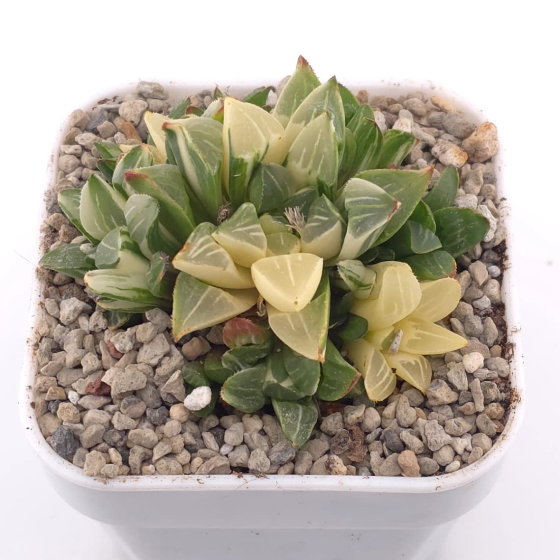 Haworthia Heidelbergensis Variegated | 姬壽錦