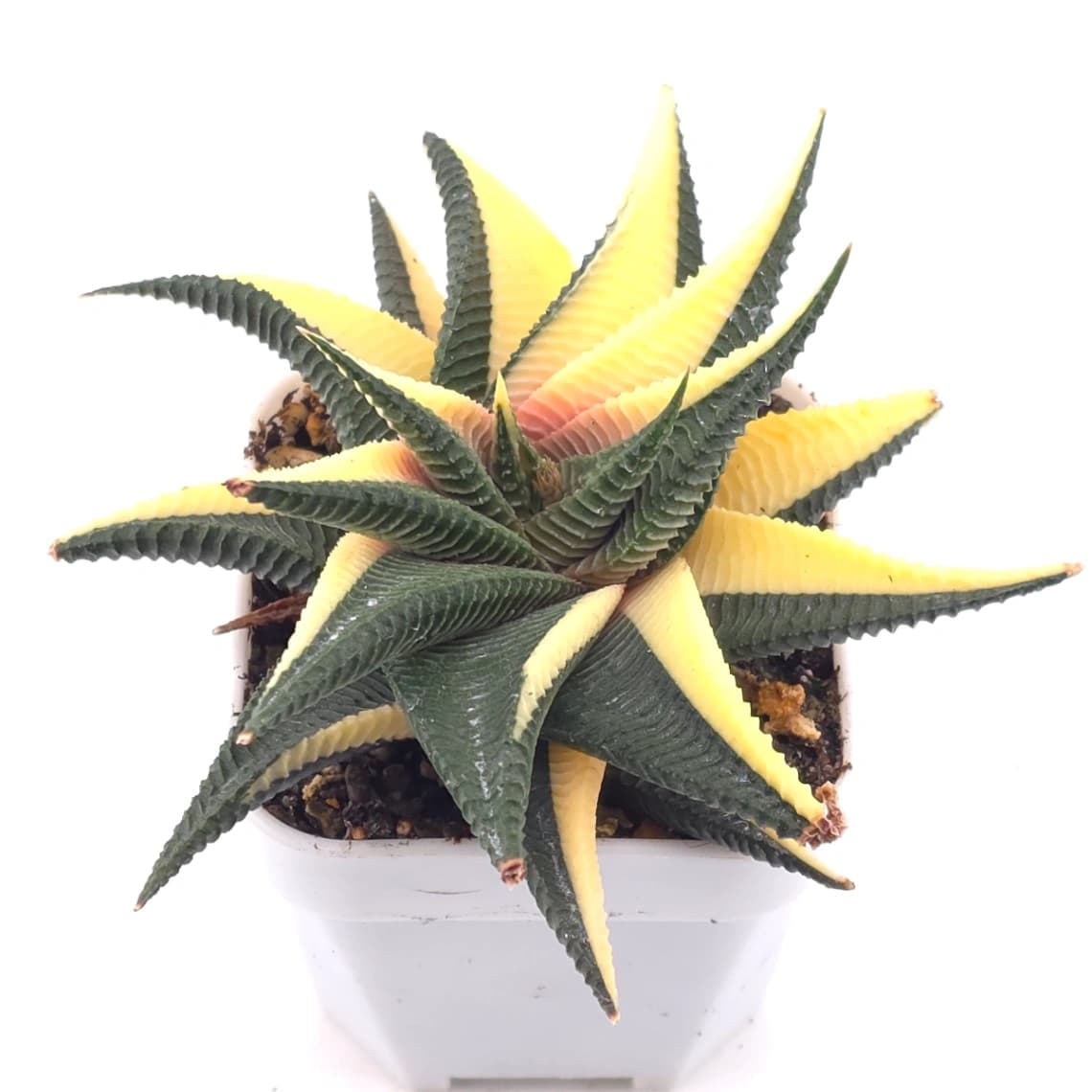 Haworthia limifoli Variegated | 琉璃殿錦 - View 1